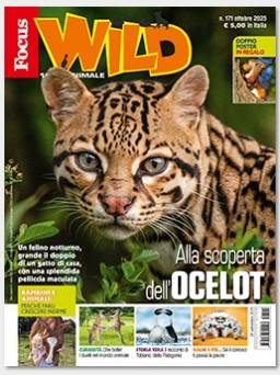 Focus Wild